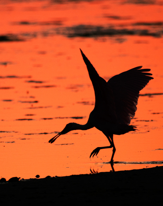 JN Ding Darling National Wildlife Refuge