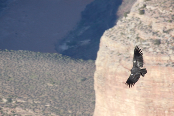 GRAND CANYON NATIONAL PARK