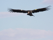 Grand Canyon Nat'l Park