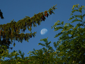 Afternoon Moon
