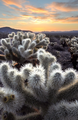 Joshua Tree National Park