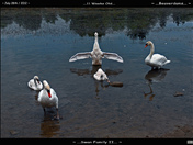 Swan Family-02