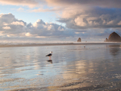 Oregon Islands National Wildlife Refuge