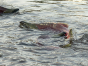 Mount Baker National Forest