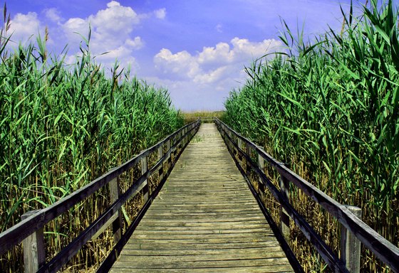 Back Bay National Wildlife Refuge