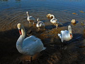 Swan Family-02