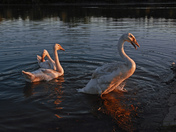 Swan Family-03
