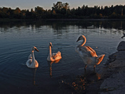 Swan Family-03