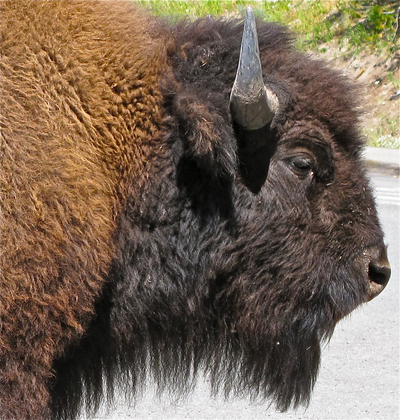 Yellowstone National Park