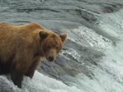Katmai National Park