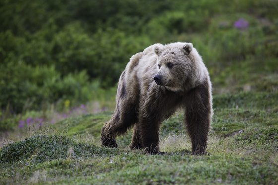 Katmai National Park