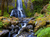 Siuslaw National Forest 