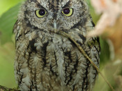 Ridgefield National Wildlife Refuge