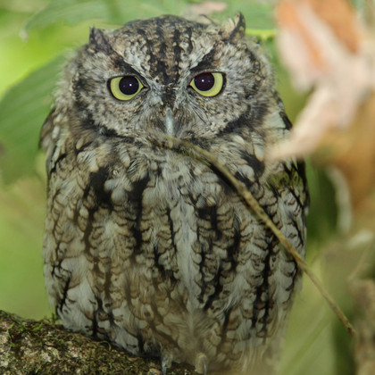 Ridgefield National Wildlife Refuge