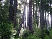 Umpqua national Forest.  Red Top