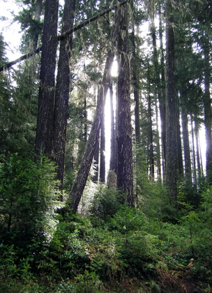 Umpqua national Forest.  Red Top