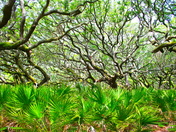 Cumberland Island National Seashore