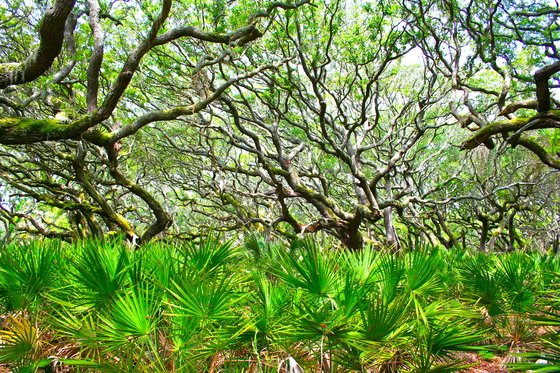 Cumberland Island National Seashore