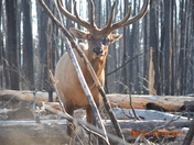 Yellowstone National Park