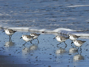 Chincoteague National Wildlife Refuge