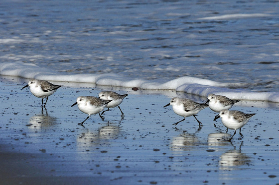 Chincoteague National Wildlife Refuge