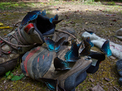 Great Smoky Mountains