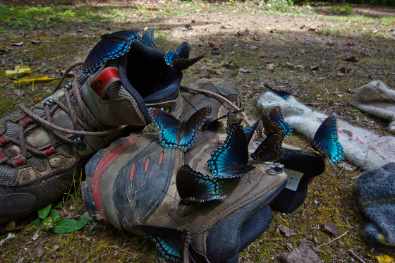 Great Smoky Mountains