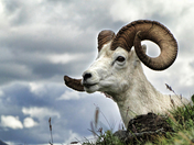 Denali National Park