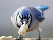 Blue Jay