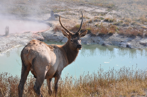 Yellowstone National Park
