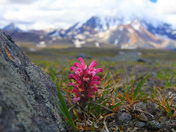 Wrangell-St.Elias National Park