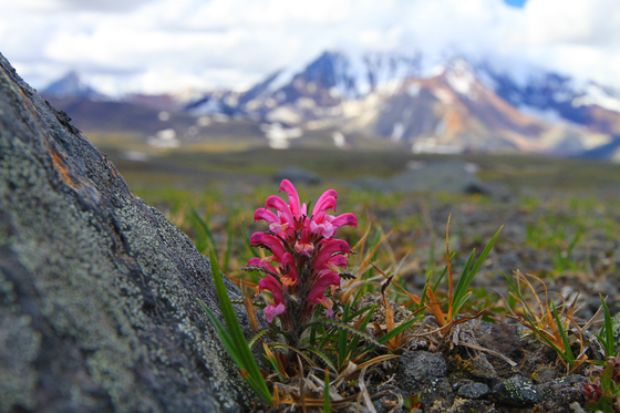Wrangell-St.Elias National Park