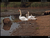 Swan Family-02