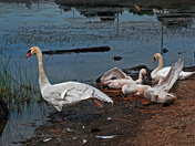 Swan Family-02