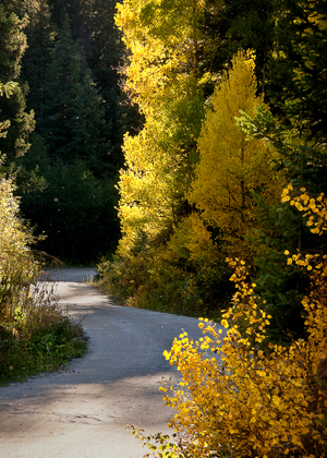 Shrine Pass Road, Management District