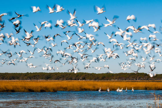 Chincoteague National Wildlife Refuge
