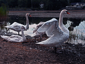 Swan Family-02