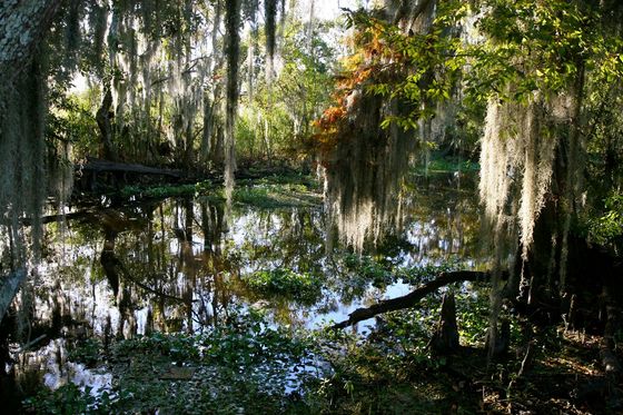 Jean Lafitte National Historical Park & Preserve - Barataria Preserve