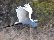 Back Bay National Wildlife Refuge