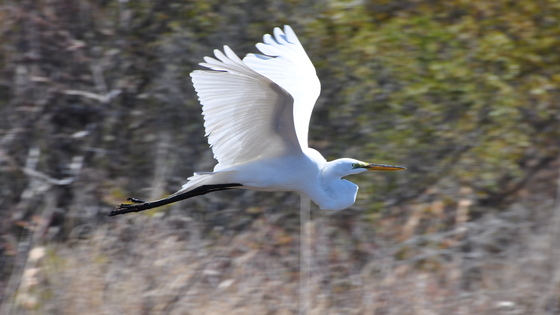 Back Bay National Wildlife Refuge