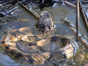 Back Bay Wildlife Refuge