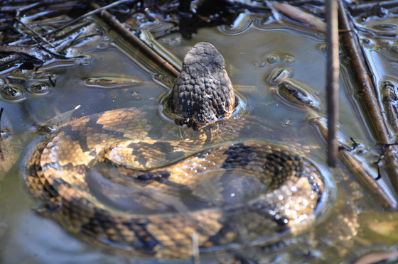 Back Bay Wildlife Refuge