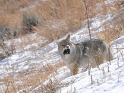 Yellowstone Nat Park