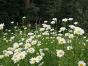 Engineer Mountain, Colorado