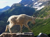 Logan Pass Glacier National Park Montana