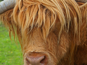 Angus the Highland Bull