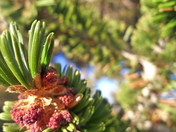 Inyo National Forest