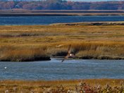 Parker River National Wildlife Refuge 