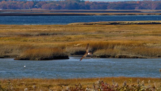 Parker River National Wildlife Refuge 