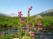 Bridger-Teton National Forest